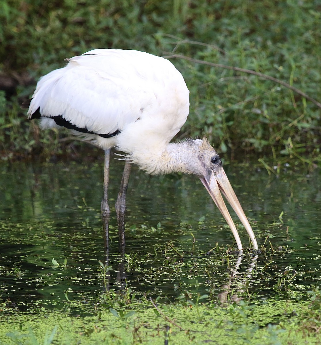 Wood Stork - ML623893878