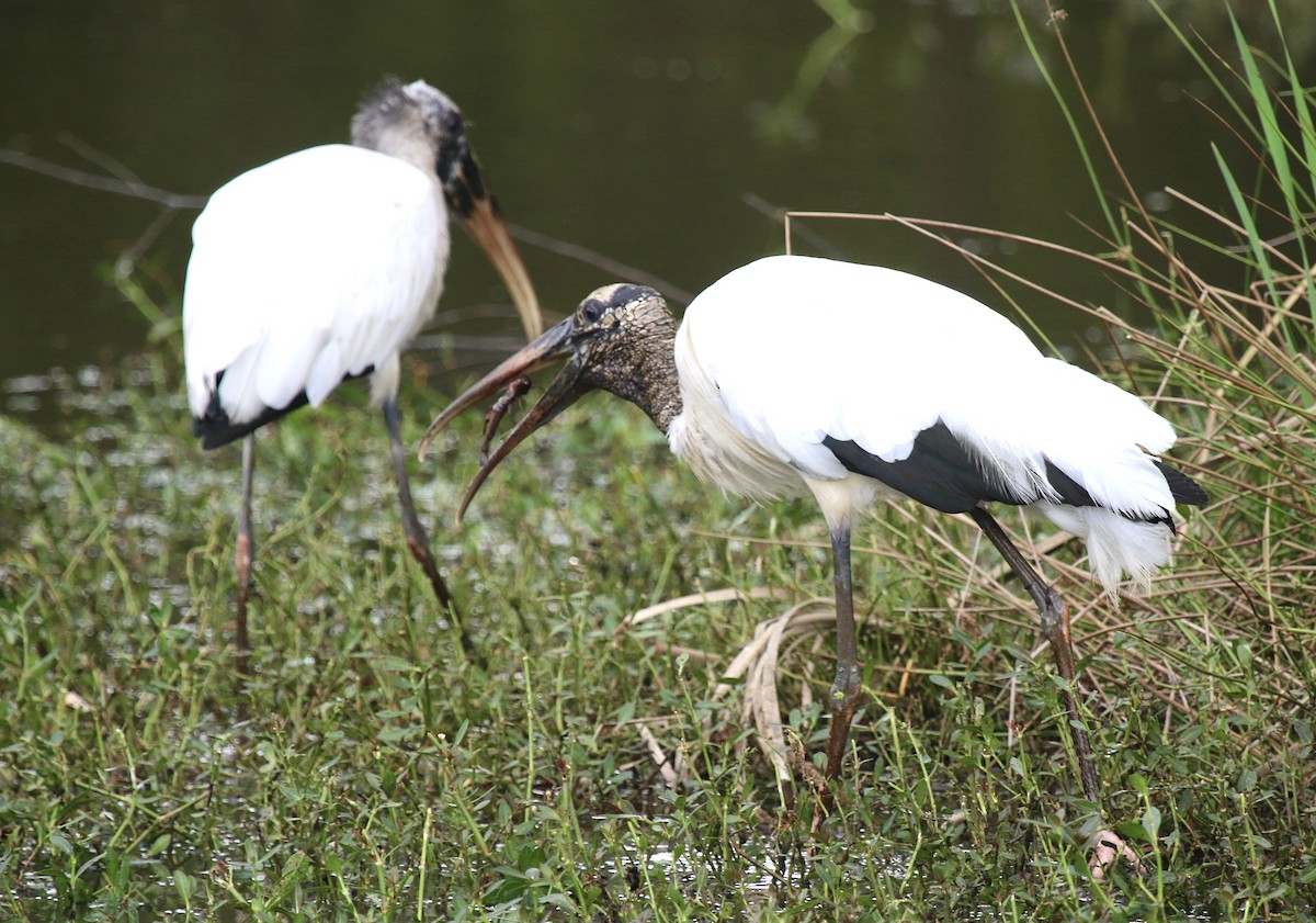 Wood Stork - ML623893879