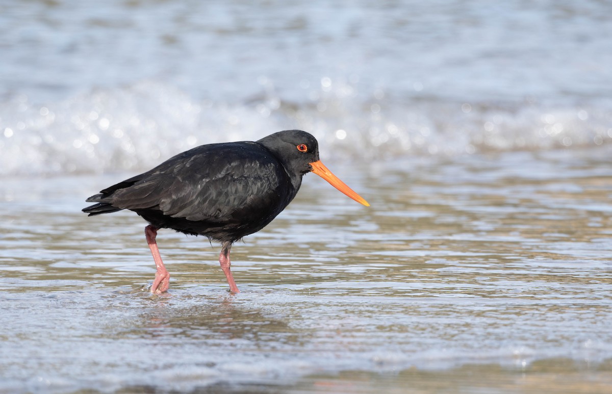 Variable Oystercatcher - ML623893881