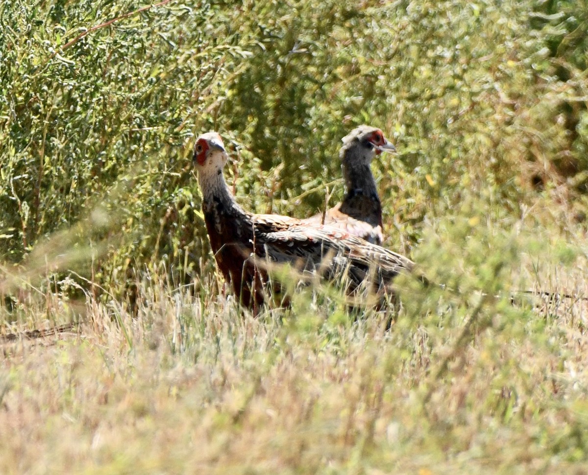 Ring-necked Pheasant - Greg Hudson