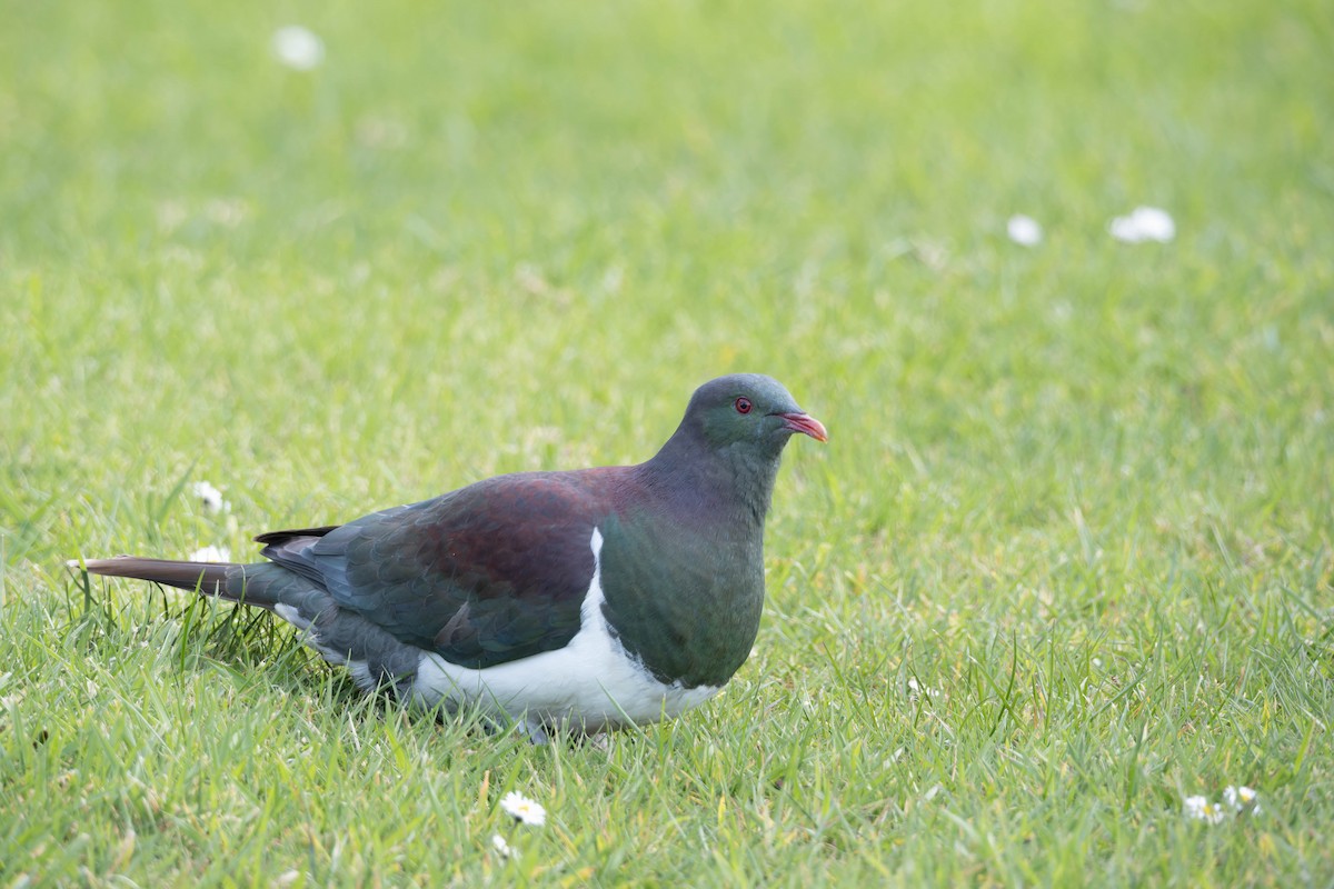 New Zealand Pigeon - ML623893886