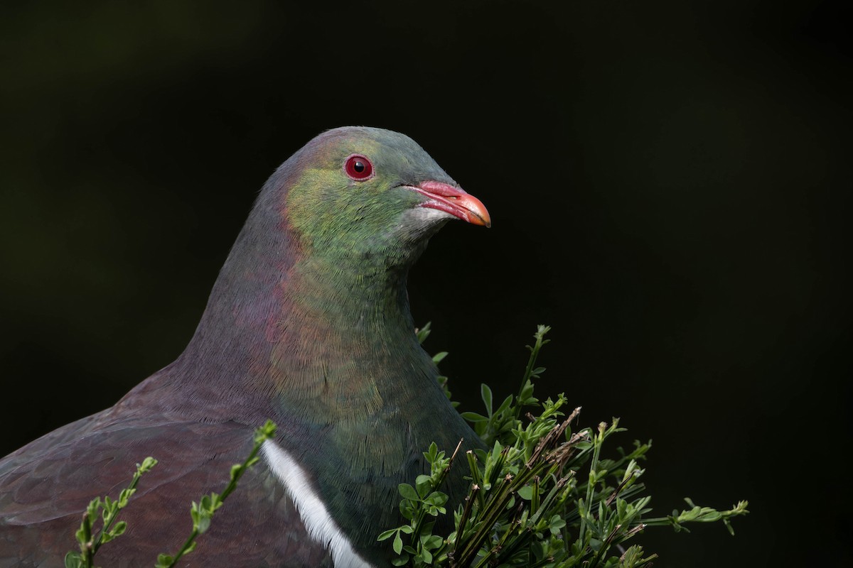 New Zealand Pigeon - ML623893909