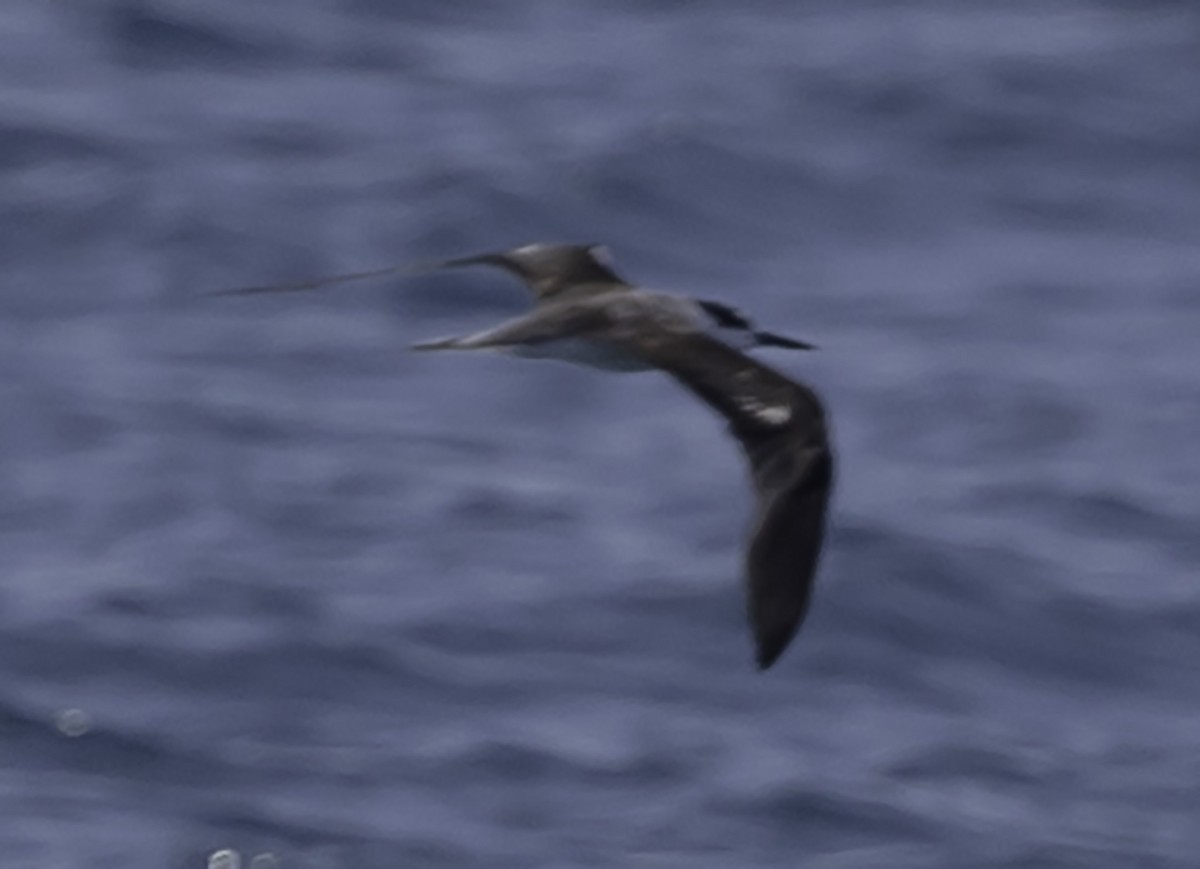 Bridled Tern - ML623893917