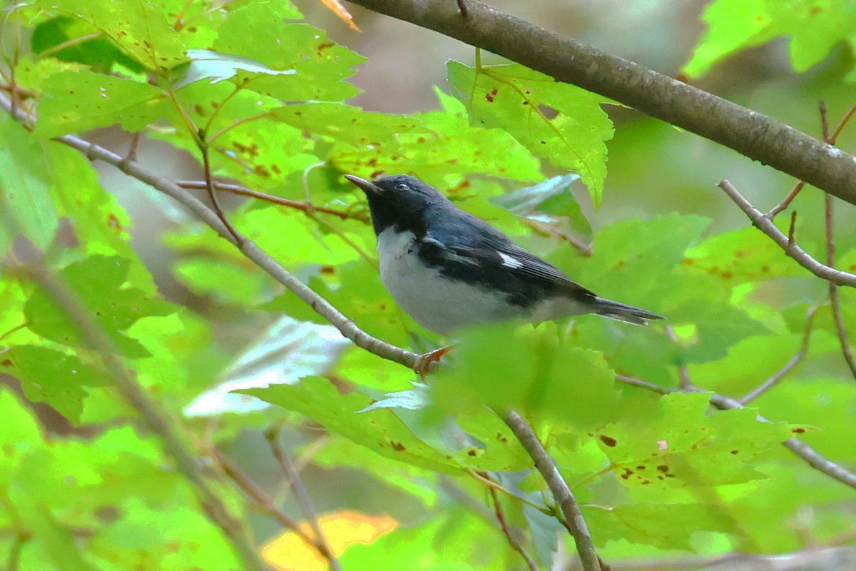 Black-throated Blue Warbler - ML623893922