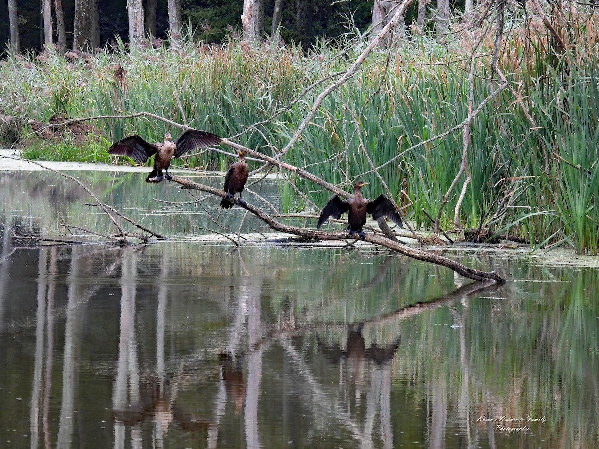 Cormorán Orejudo - ML623893951