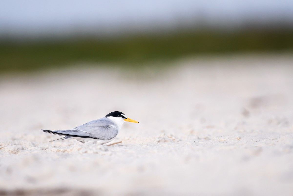 Least Tern - ML623893961