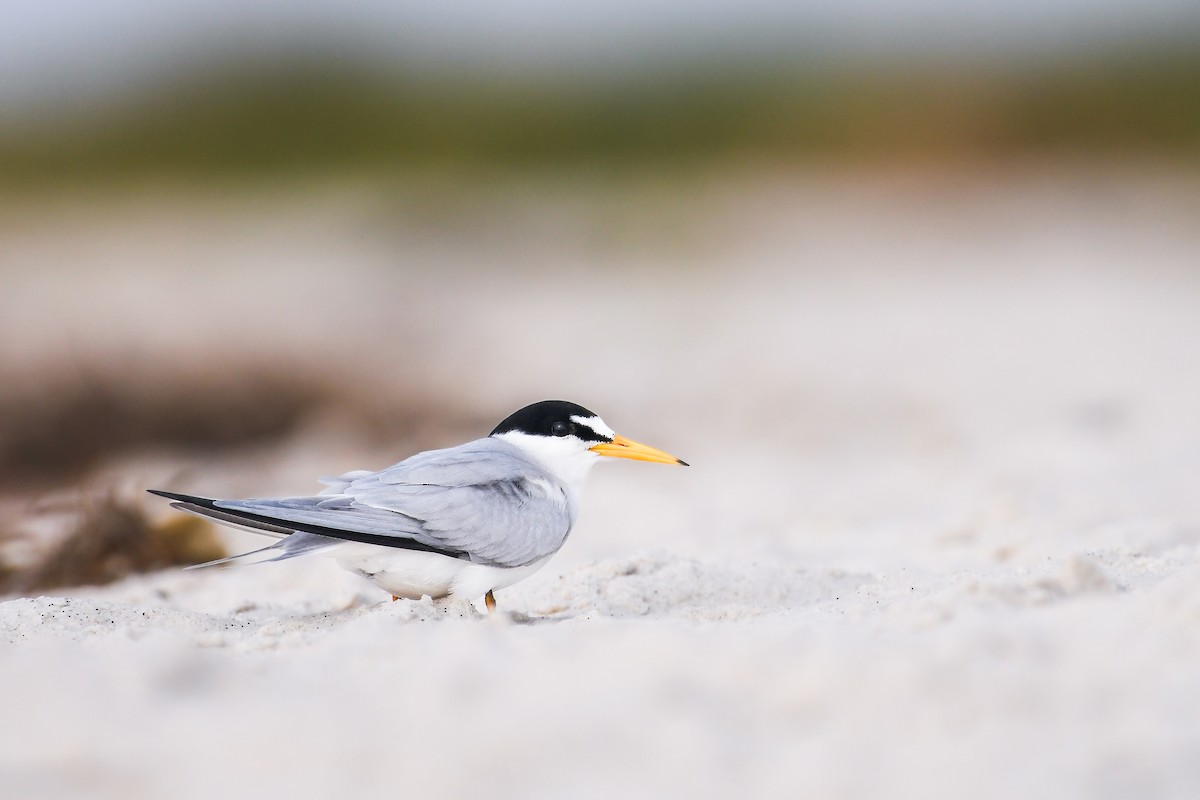 Least Tern - ML623893962