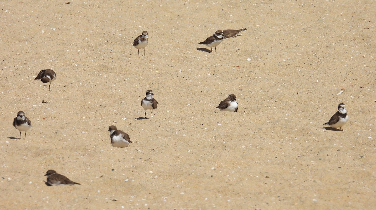 Semipalmated Plover - ML623893971