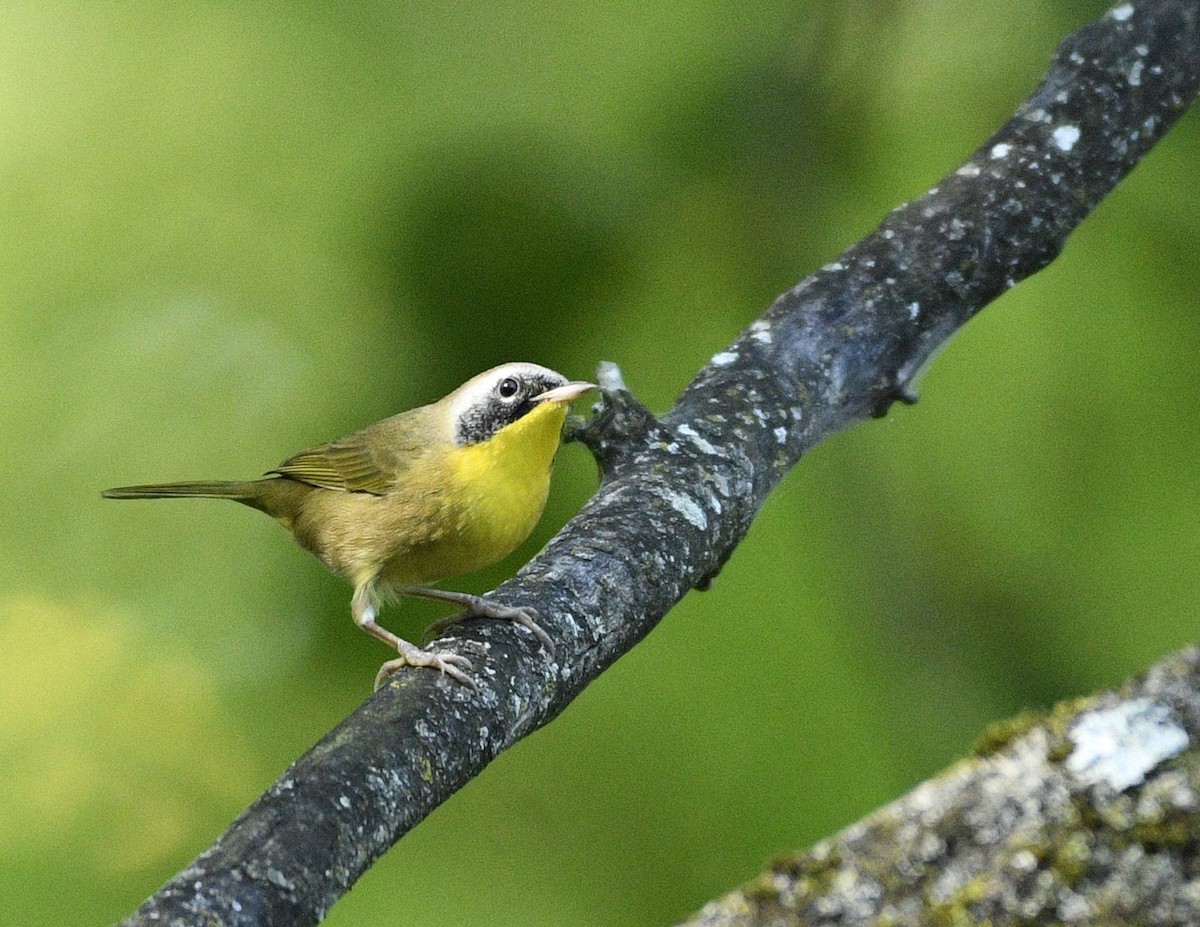 Common Yellowthroat - Daniel King