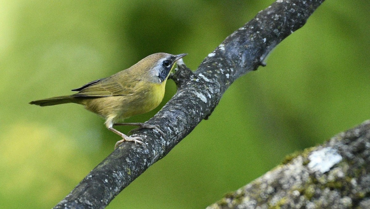 Common Yellowthroat - Daniel King