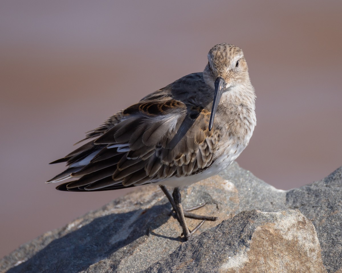 Dunlin - ML623894016