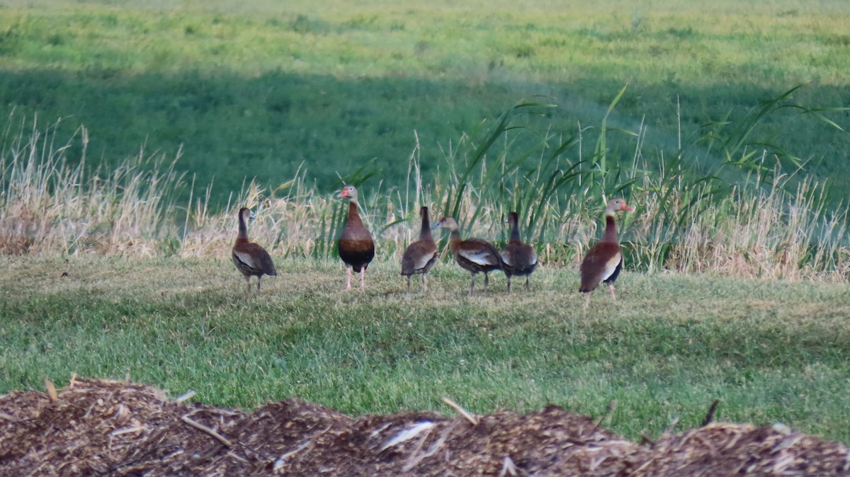 Black-bellied Whistling-Duck - Barb lindenmuth