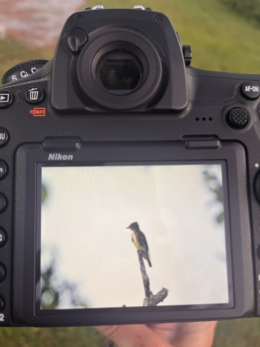 Olive-sided Flycatcher - ML623894030