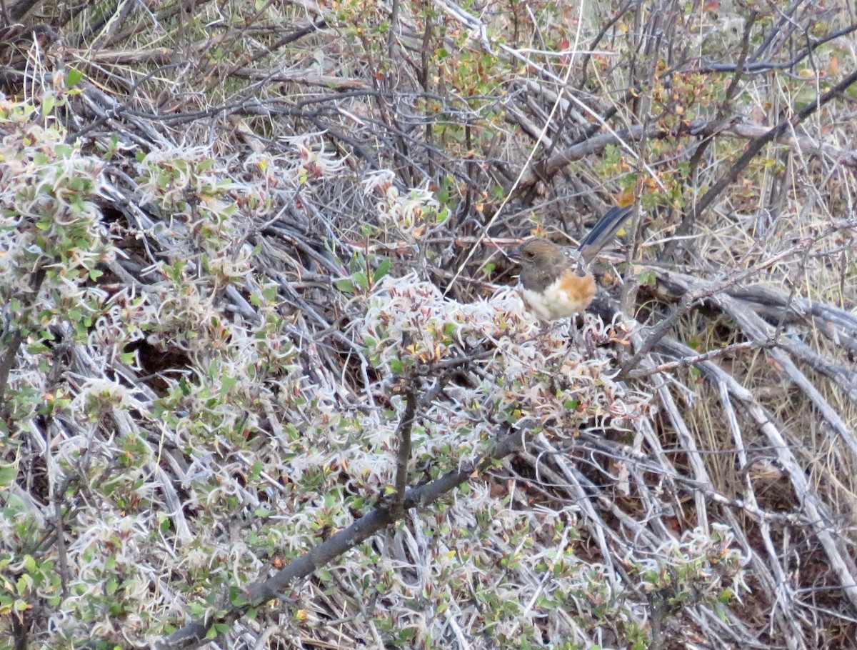 Spotted Towhee - ML623894084