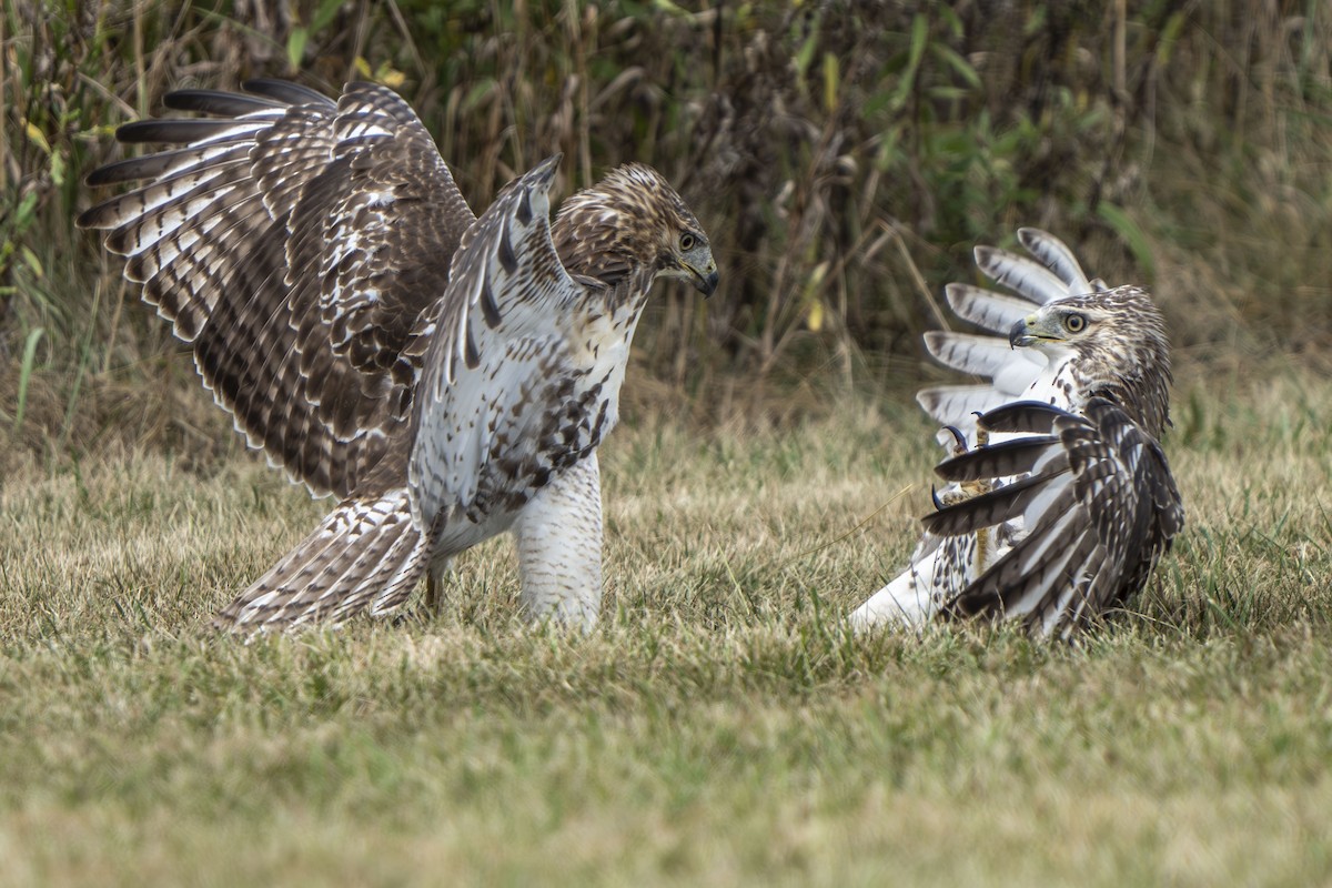 Red-tailed Hawk - ML623894090