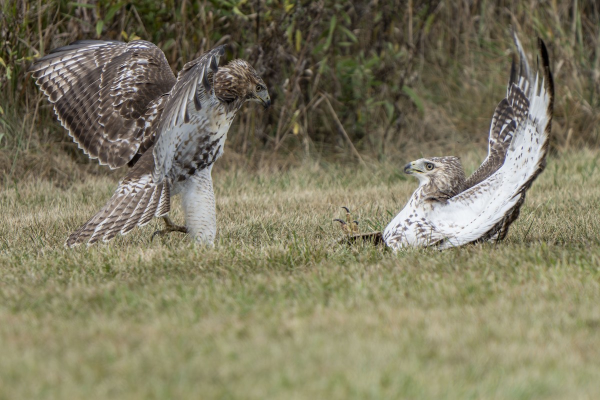 Red-tailed Hawk - ML623894091