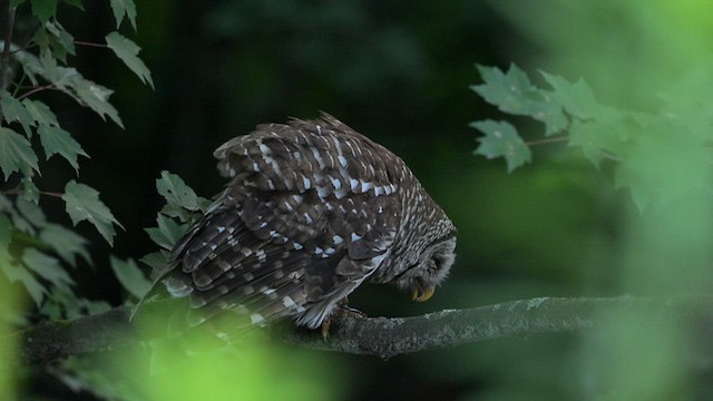 Barred Owl - ML623894105