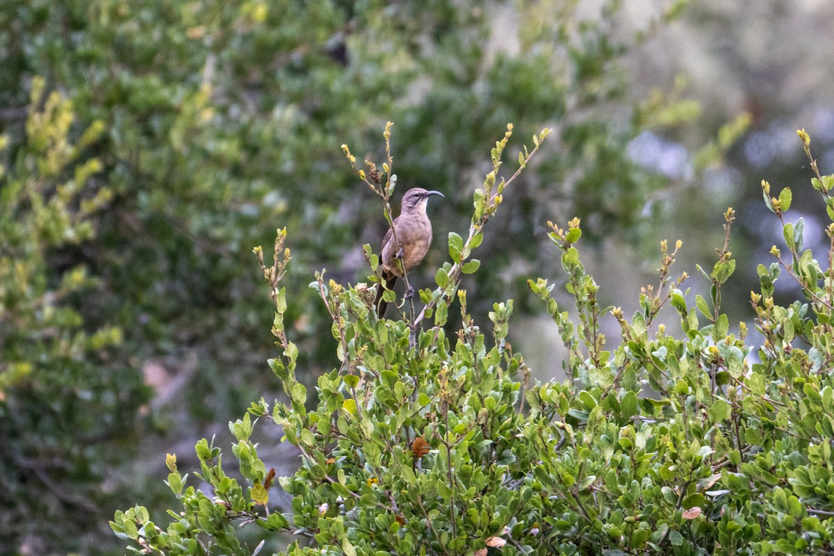 California Thrasher - ML623894109