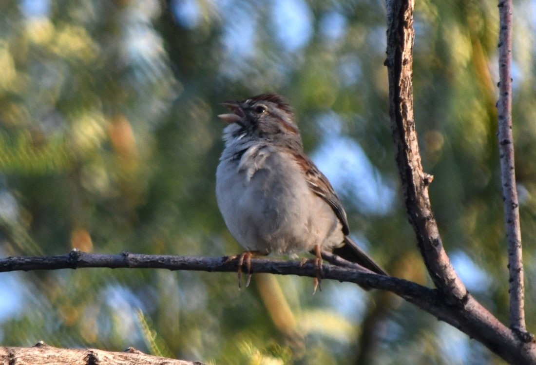 Rufous-winged Sparrow - ML623894113