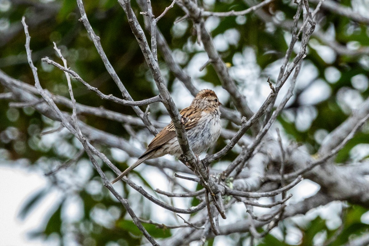 Chipping Sparrow - Joanne Kwak