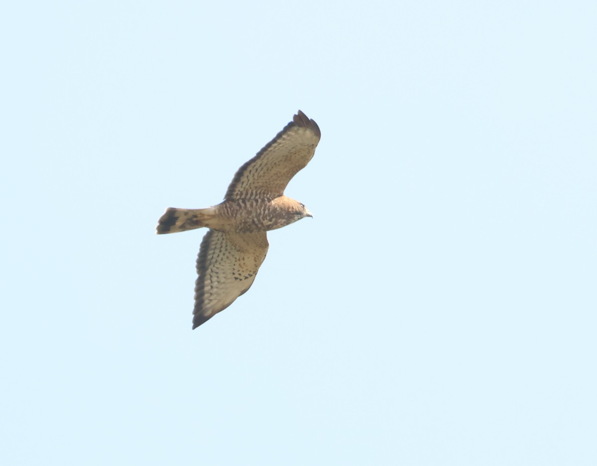 Broad-winged Hawk - ML623894117