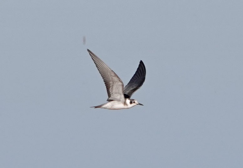 Black Tern - Cathy Beck