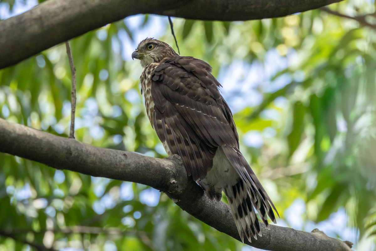 Crested Goshawk - ML623894126