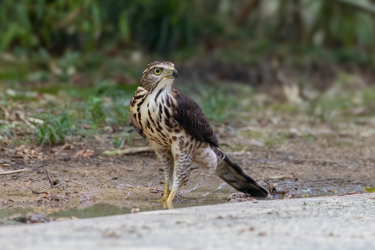 Crested Goshawk - ML623894127