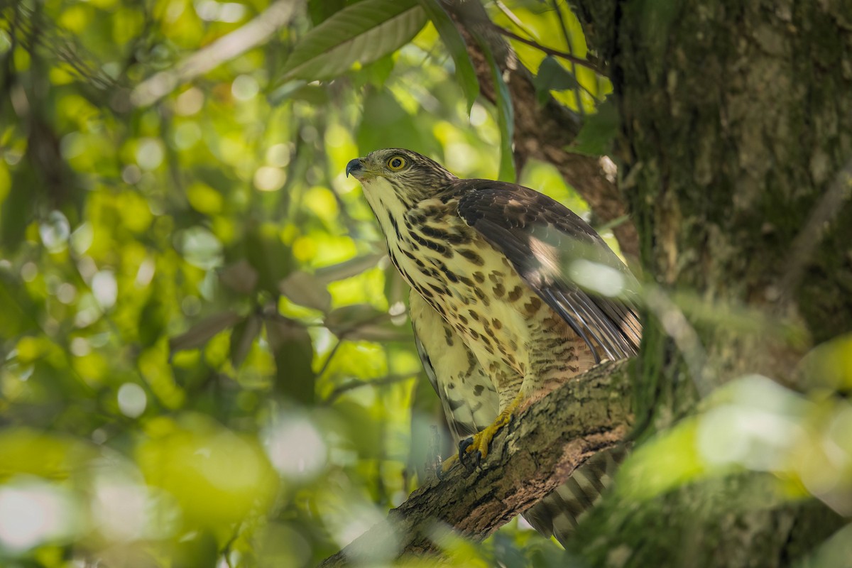 Crested Goshawk - ML623894128