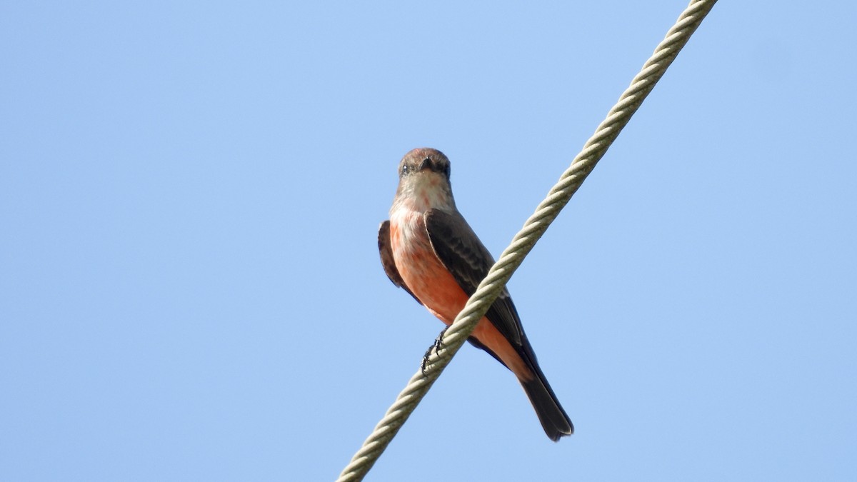 Vermilion Flycatcher - ML623894129