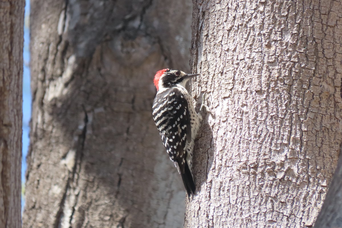 Nuttall's Woodpecker - ML623894131