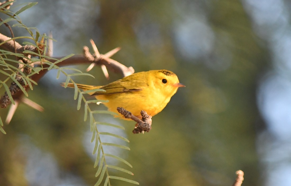 Wilson's Warbler - ML623894132