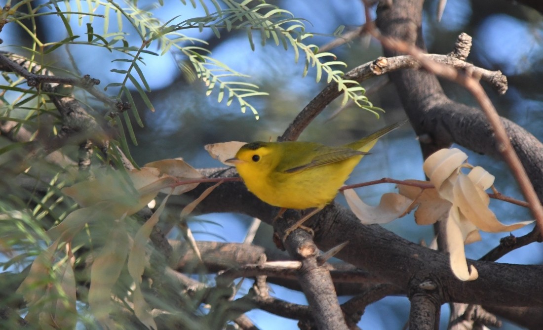 Wilson's Warbler - ML623894133