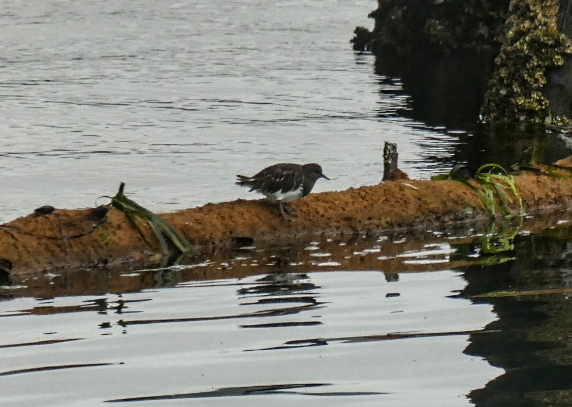 Black Turnstone - ML623894134