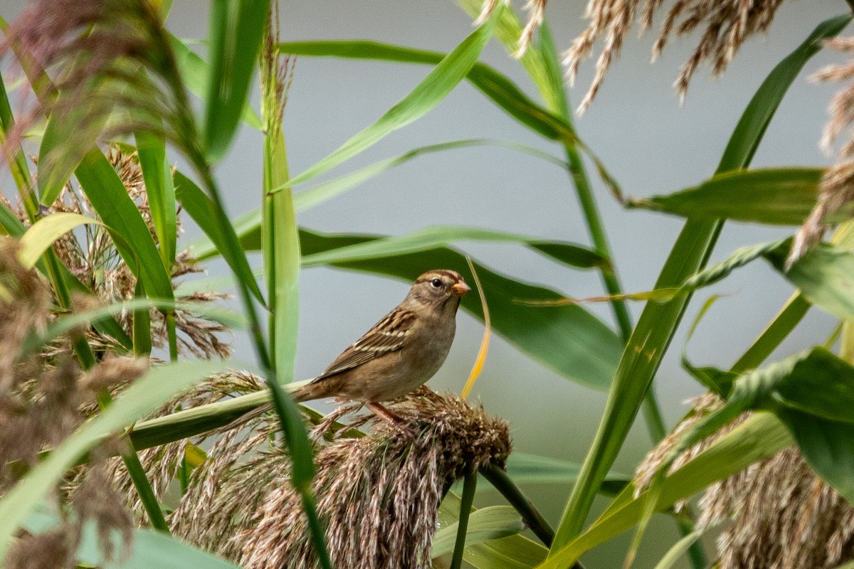 White-crowned Sparrow - ML623894135