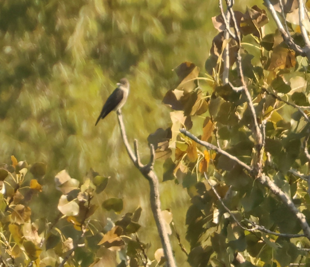 Olive-sided Flycatcher - ML623894137