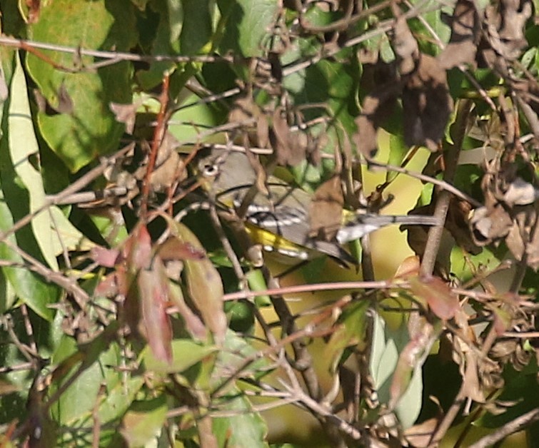 Magnolia Warbler - ML623894139