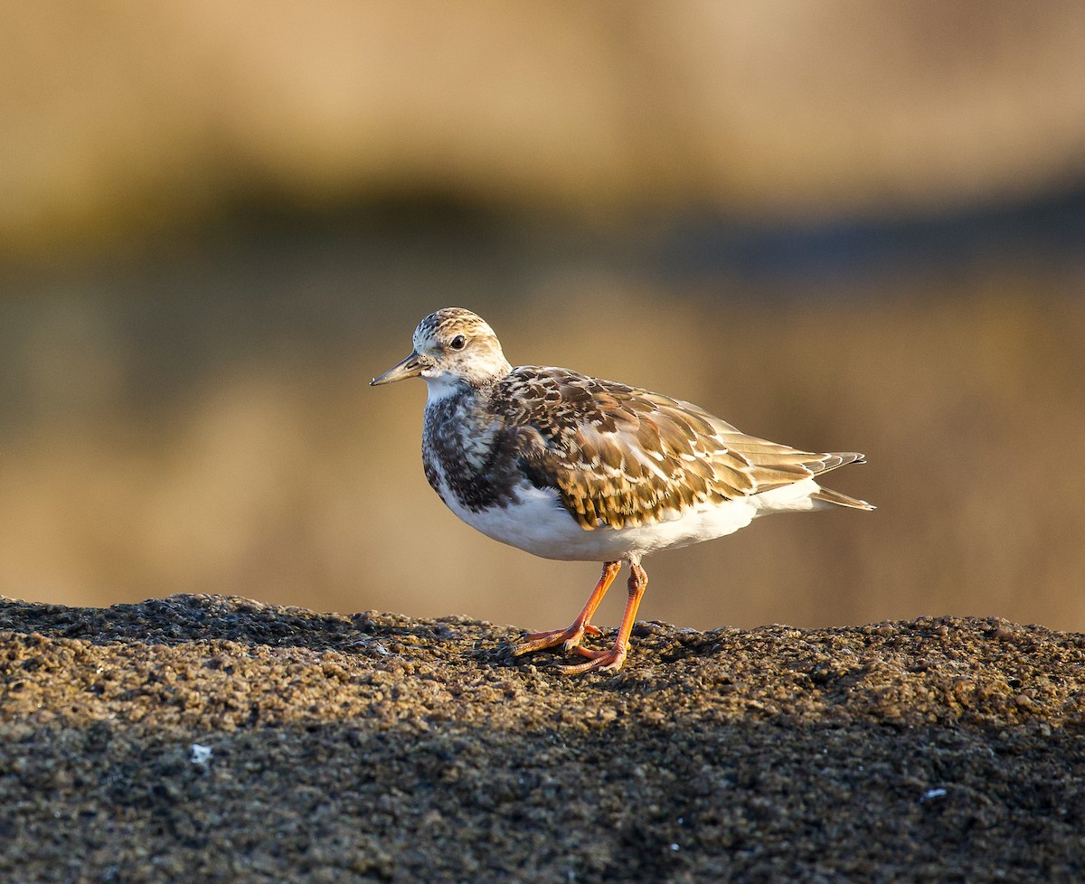 Ruddy Turnstone - ML623894142