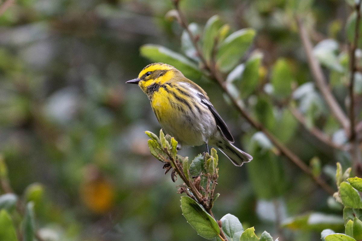 Townsend's Warbler - ML623894144