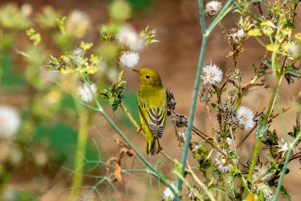 Yellow Warbler - ML623894146