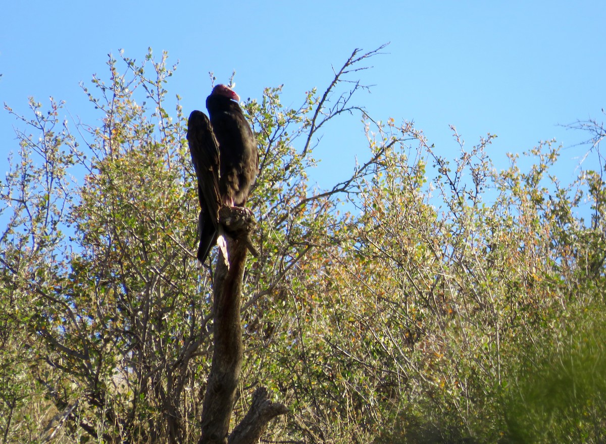 Turkey Vulture - ML623894147