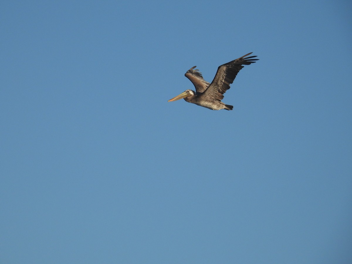 Brown Pelican - ML623894151