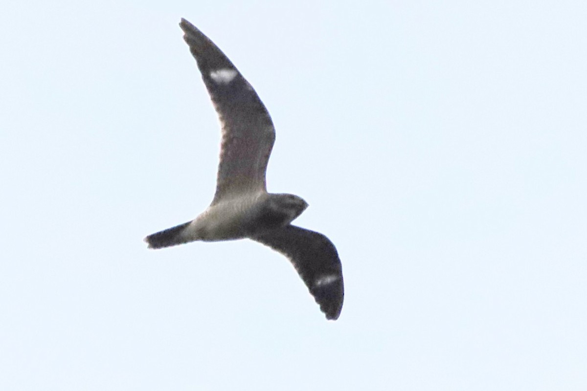 Common Nighthawk - Jen Finley