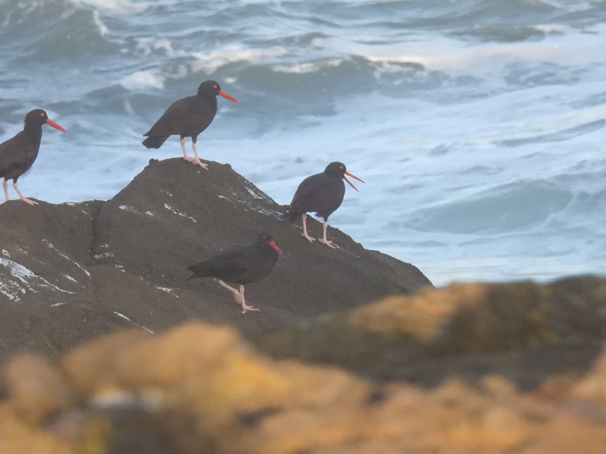 Black Oystercatcher - ML623894169