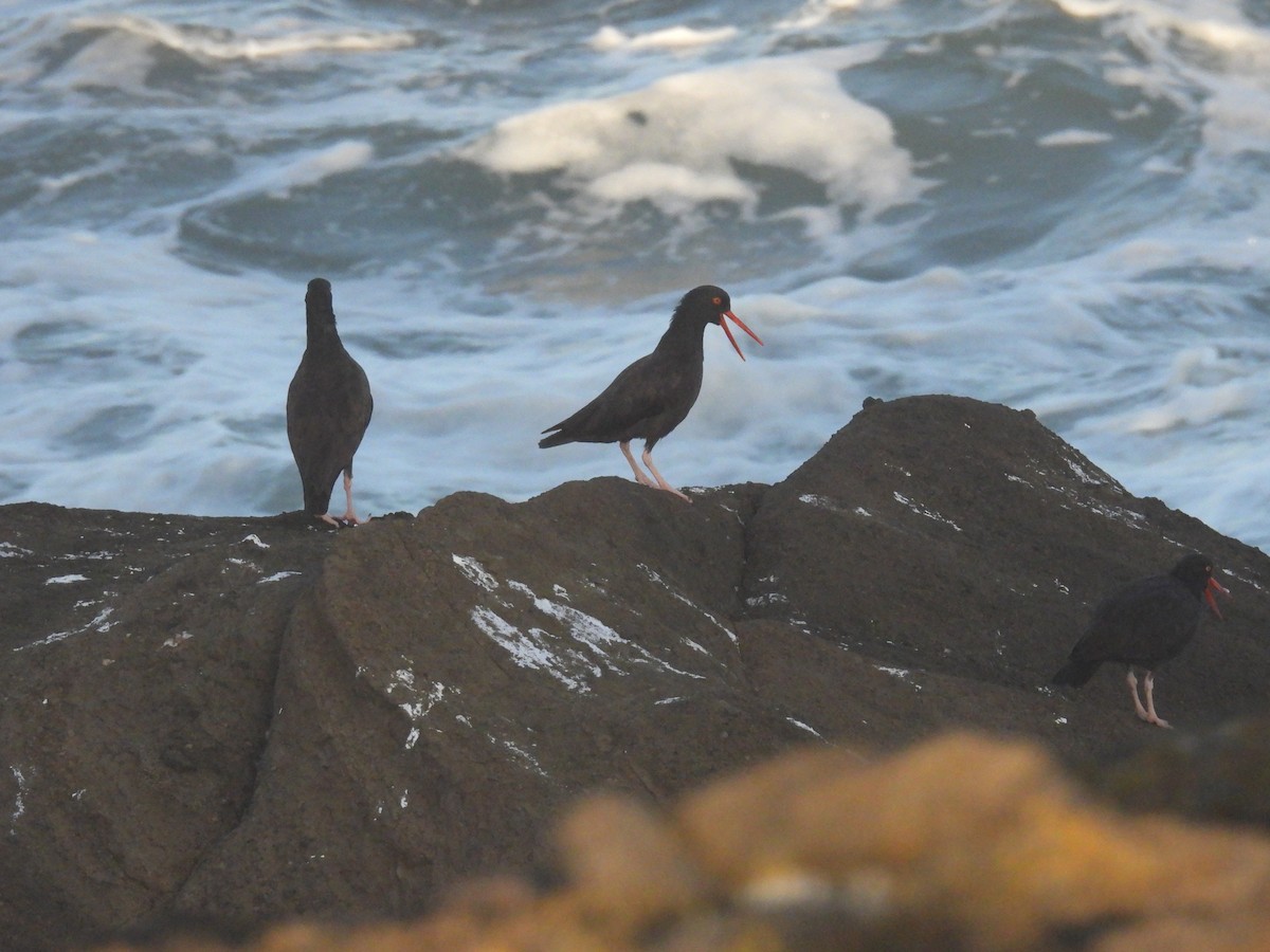 Black Oystercatcher - ML623894178