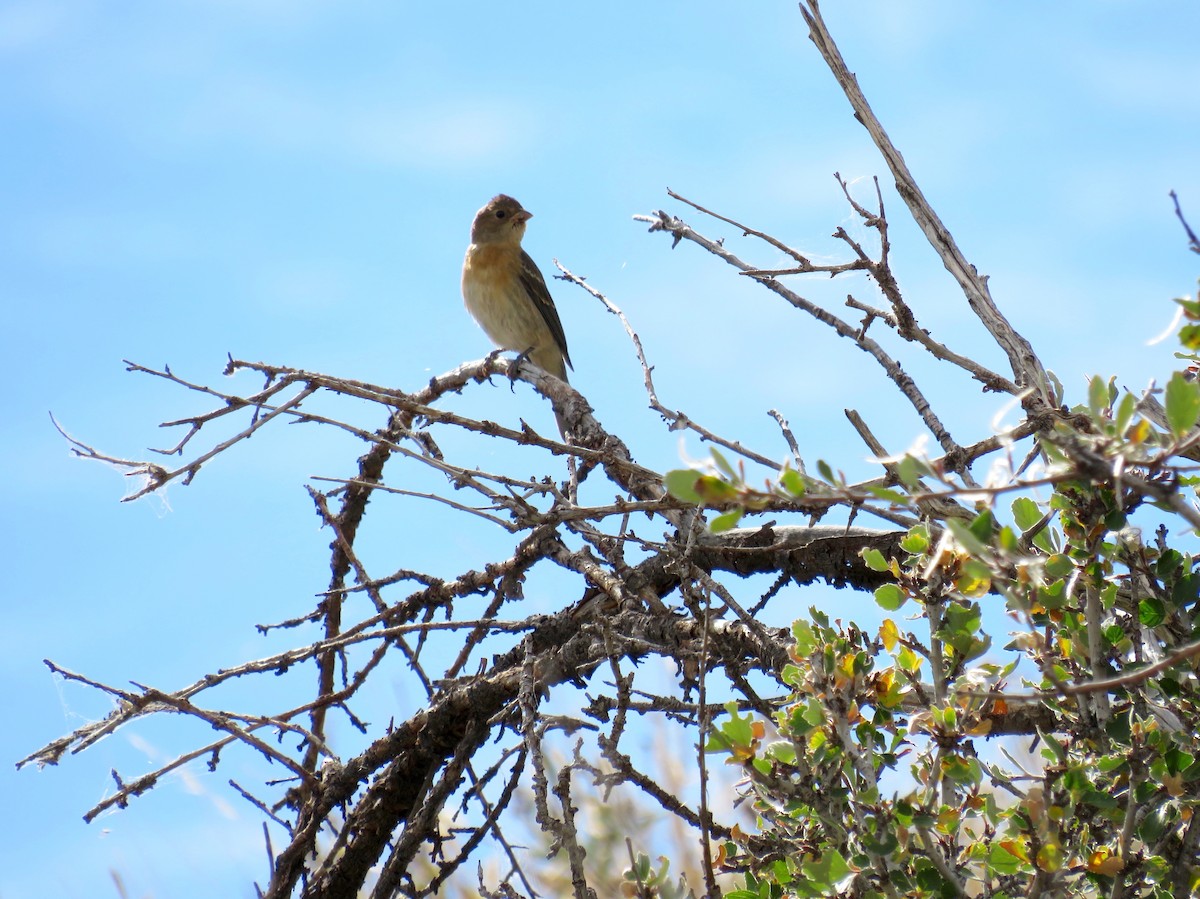 Lazuli Bunting - ML623894183