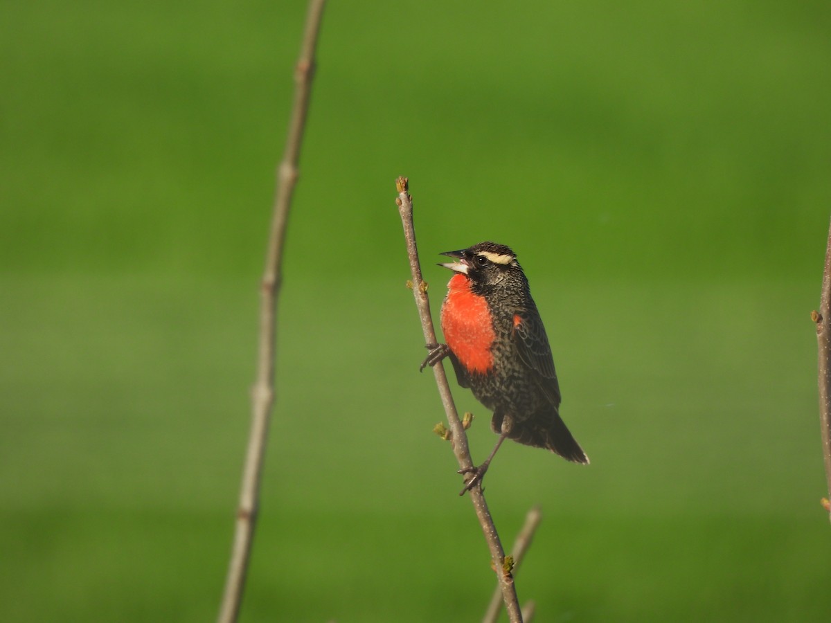 White-browed Meadowlark - ML623894198