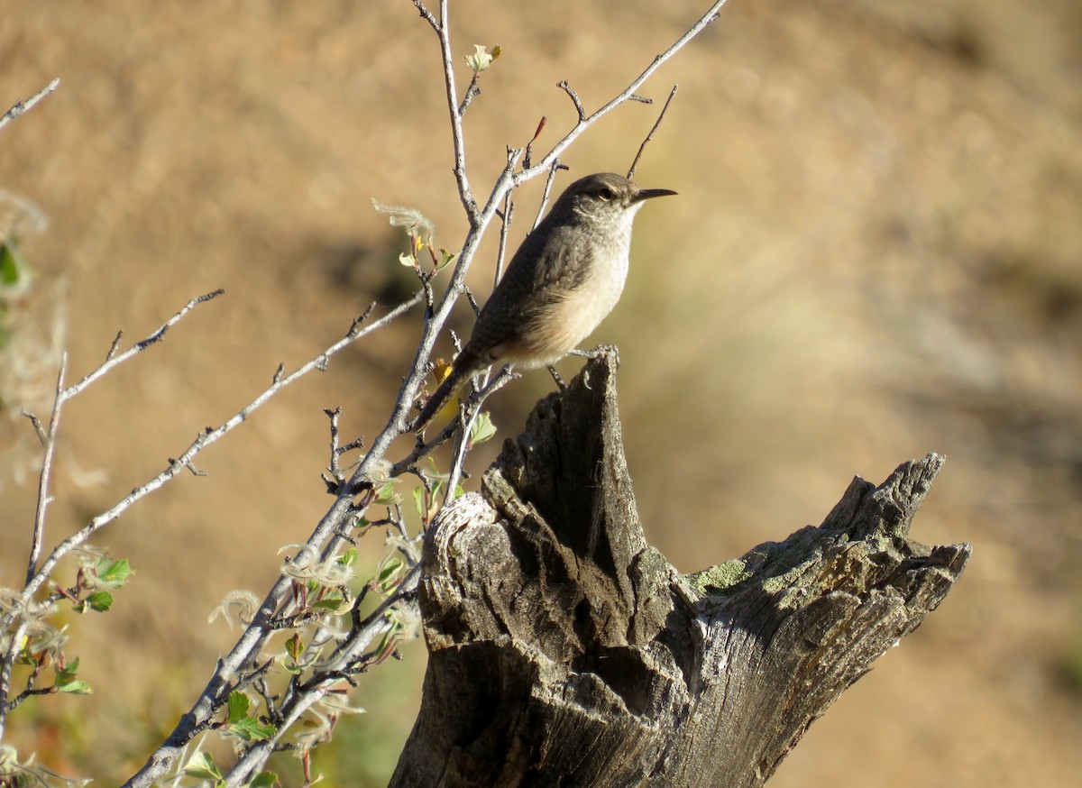 Rock Wren - ML623894201