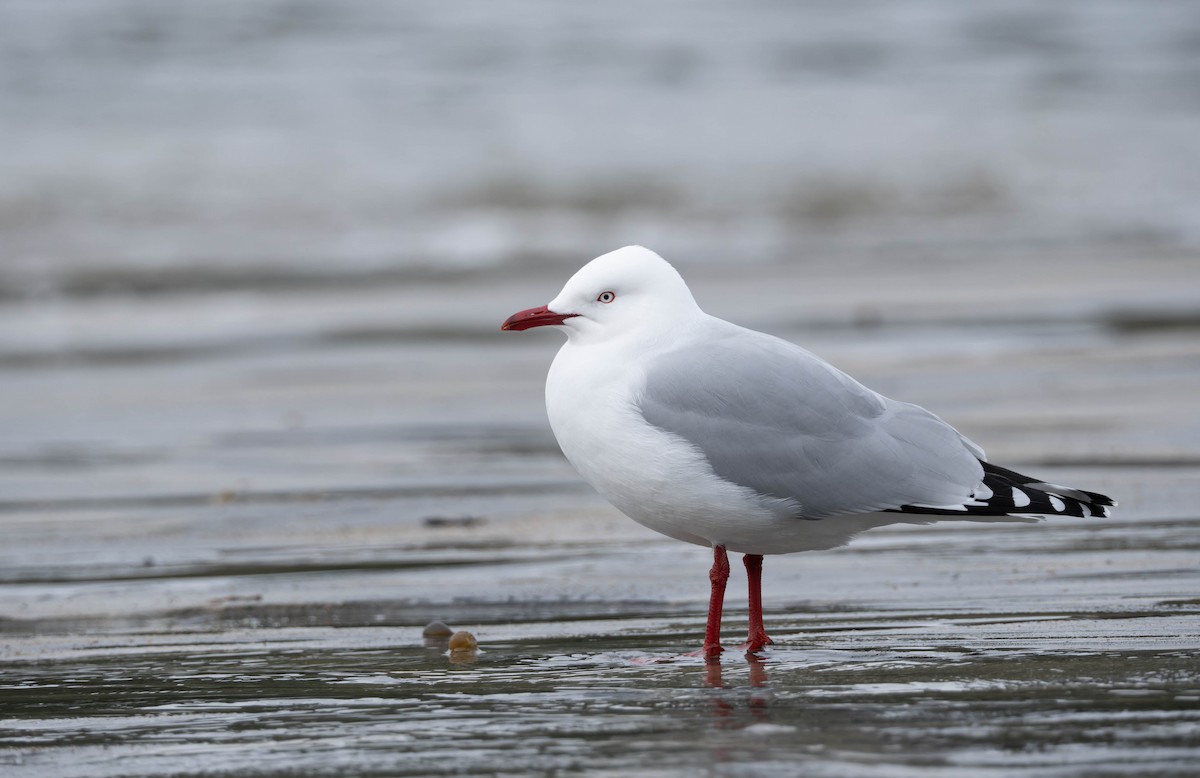 Silver Gull - ML623894202