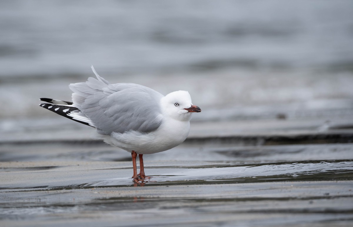 Silver Gull - ML623894209